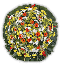 coroa 1