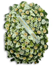 coroa 6